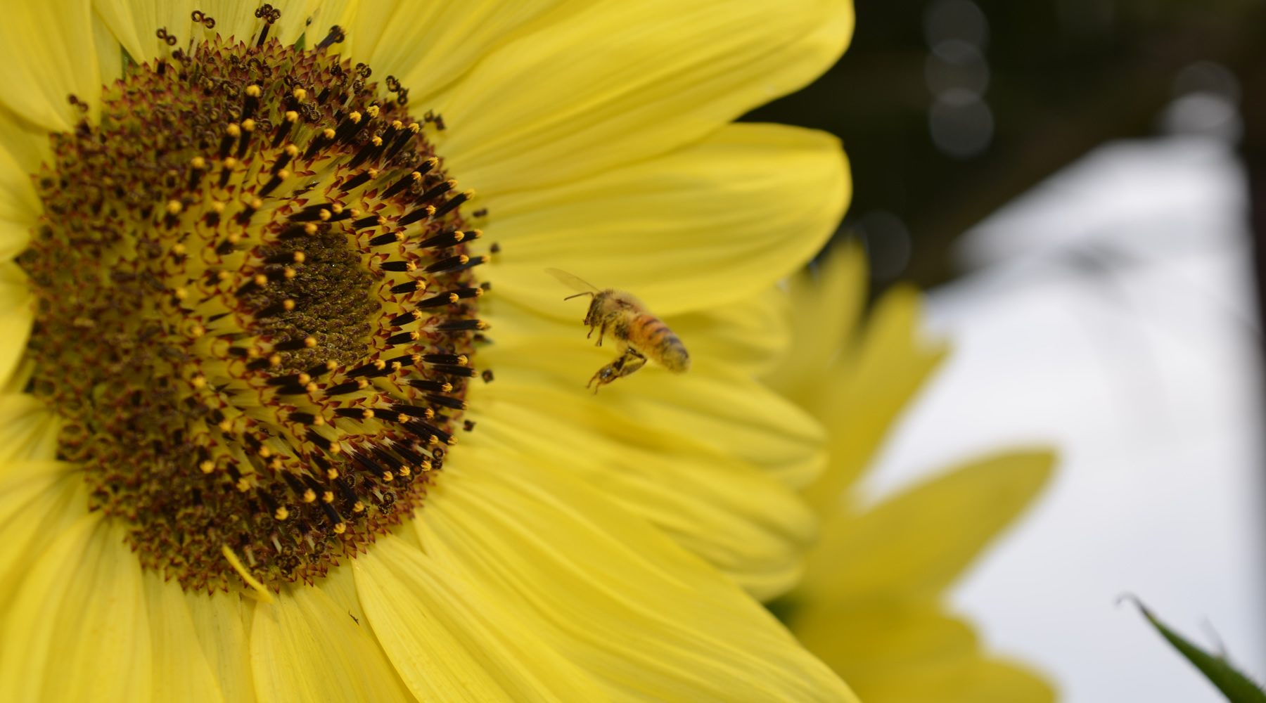 Sunflower and a bee